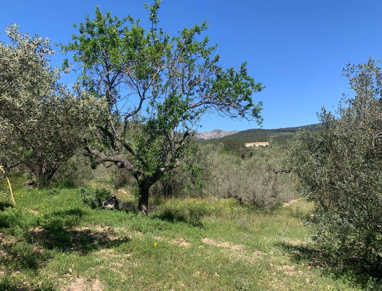 2 soveværelse Finca/Landehus til salg i El Perello med swimmingpool garage - € 295.000 (Ref: 8977604)