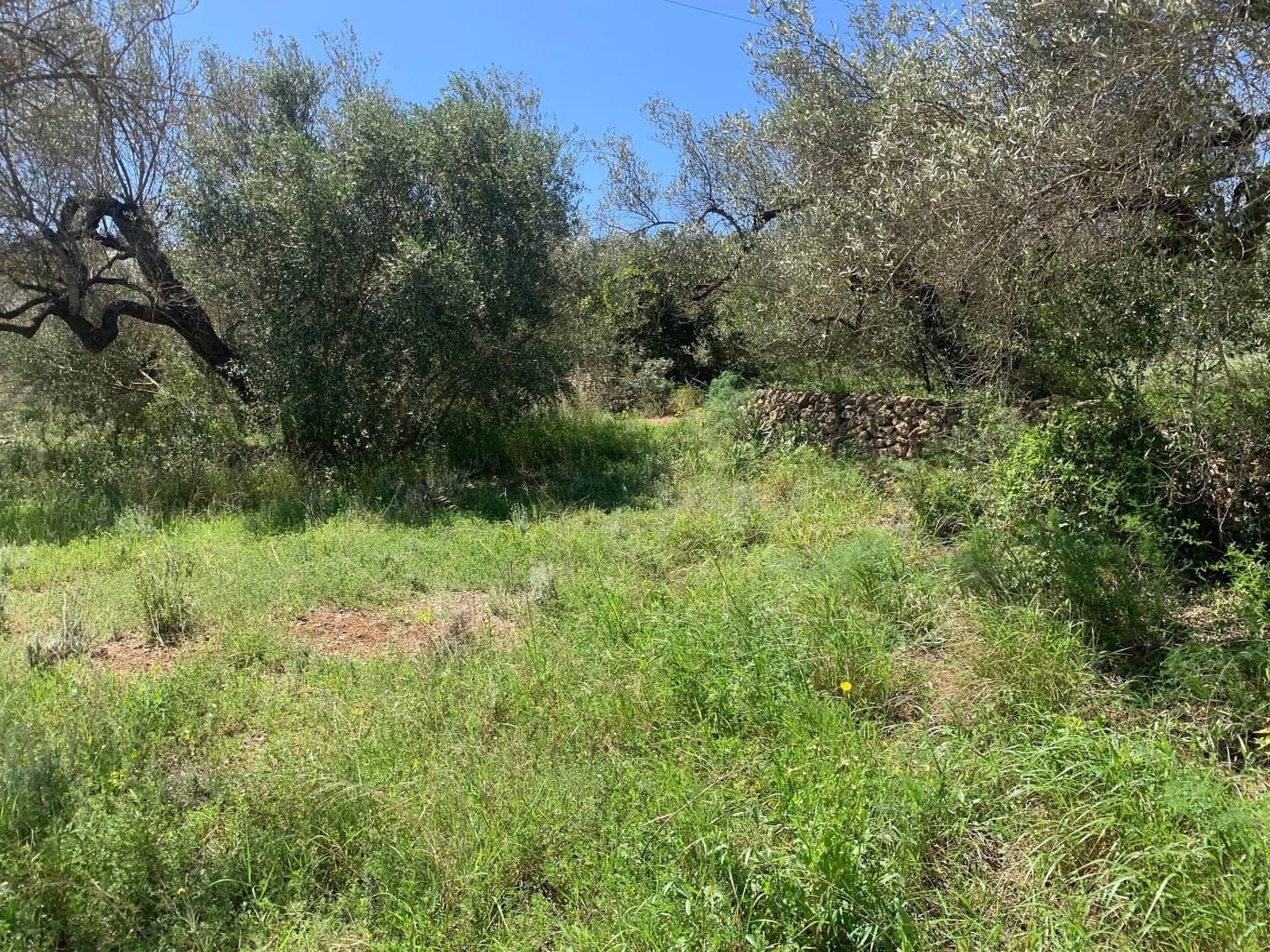 2 soveværelse Finca/Landehus til salg i El Perello med swimmingpool garage - € 295.000 (Ref: 8977604)