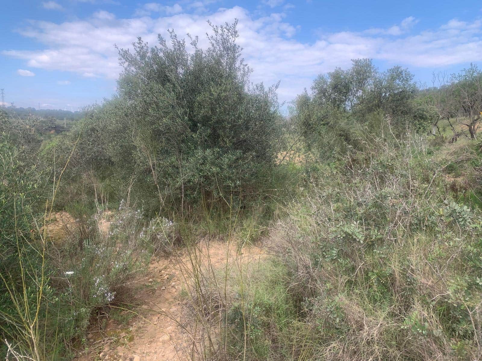 Grunde uden byggetilladelser til salg i Garcia - € 15.000 (Ref: 8979864)