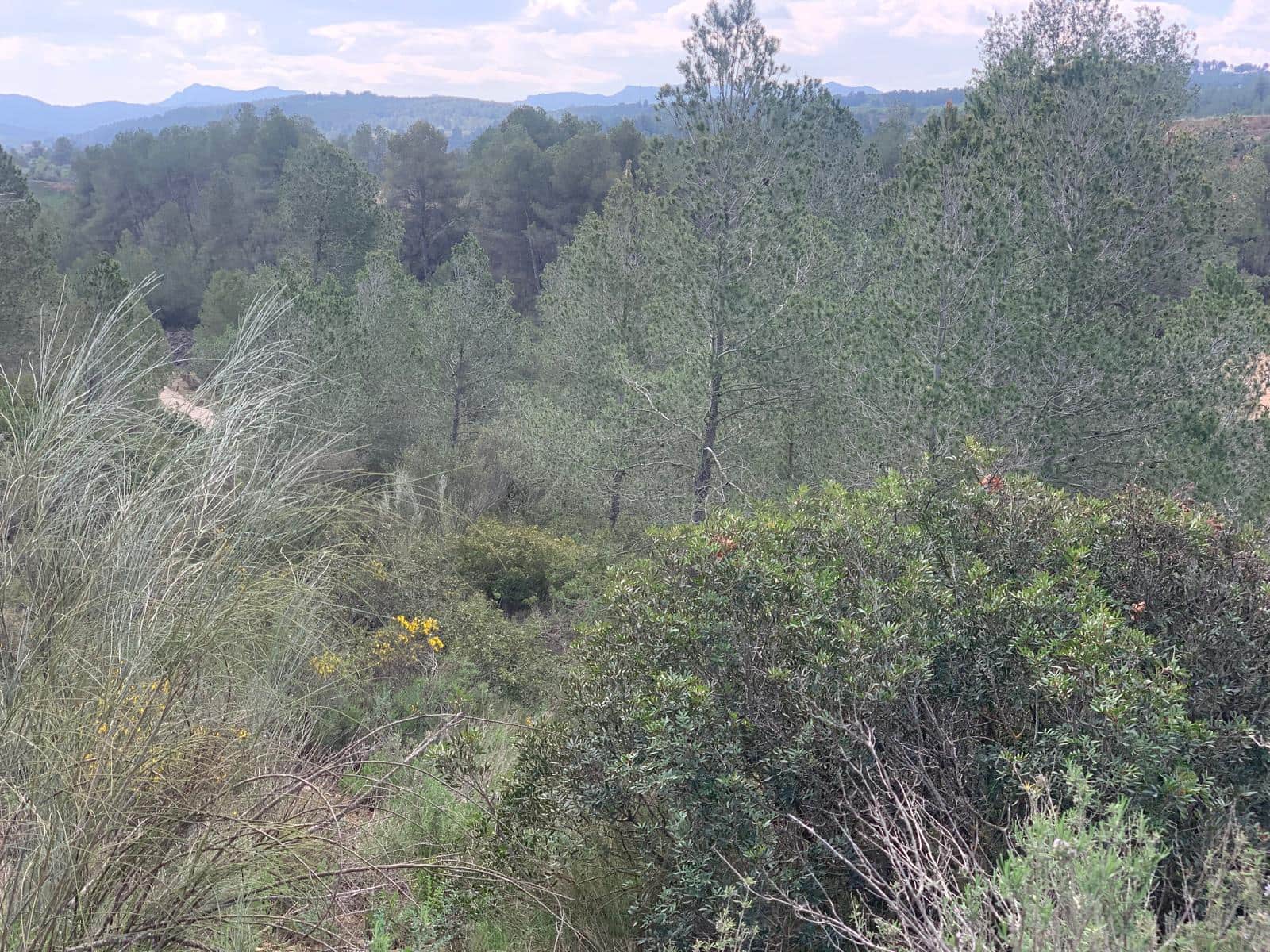 Grunde uden byggetilladelser til salg i Garcia - € 15.000 (Ref: 8979864)