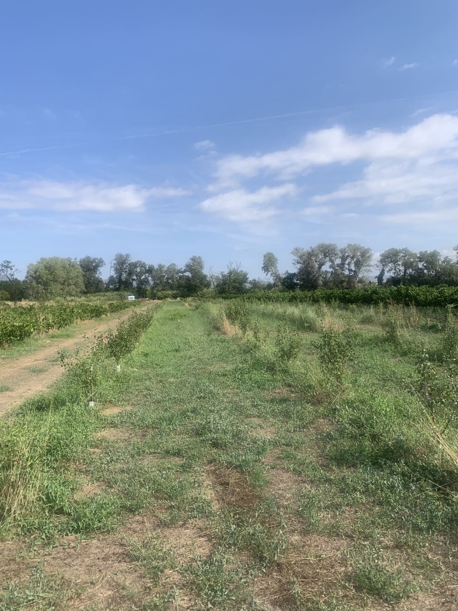 Grunde uden byggetilladelser til salg i Ginestar - € 16.000 (Ref: 9148223)