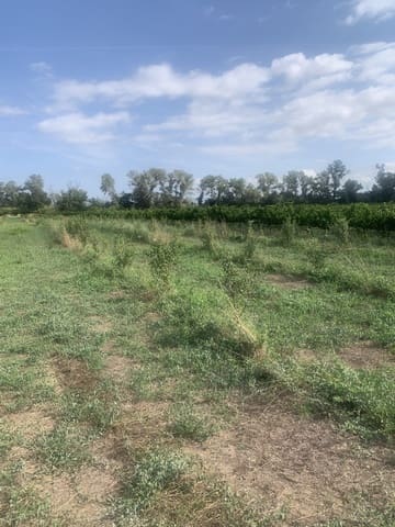 Undeveloped Land for sale in Ginestar - € 16,000 (Ref: 9148223)