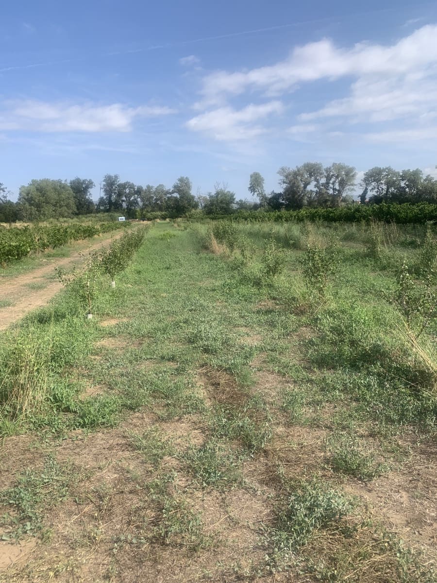 Grunde uden byggetilladelser til salg i Ginestar - € 16.000 (Ref: 9148223)