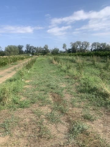 Undeveloped Land for sale in Ginestar - € 16,000 (Ref: 9148223)