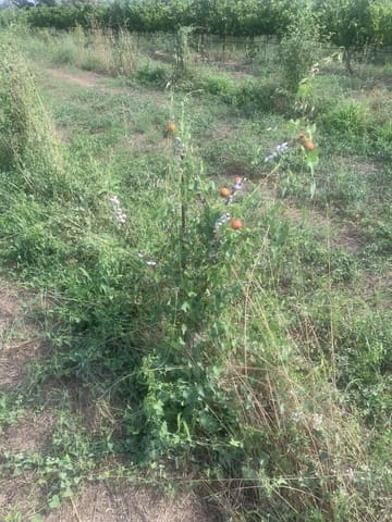 Undeveloped Land for sale in Ginestar - € 16,000 (Ref: 9148223)