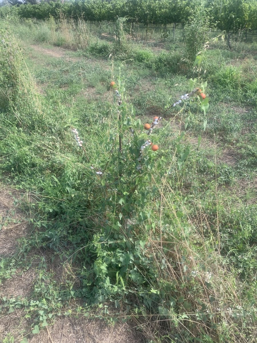 Teren niezagospodarowany na sprzedaż w Ginestar - 16 000 € (Ref: 9148223)