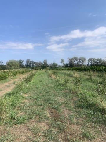 Terreno/Finca Rústica en Ginestar en venta - 16.000 € (Ref: 9148223)
