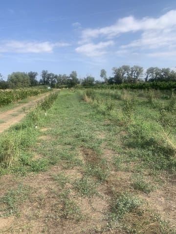 Terreno/Finca Rústica en Ginestar en venta - 16.000 € (Ref: 9148223)