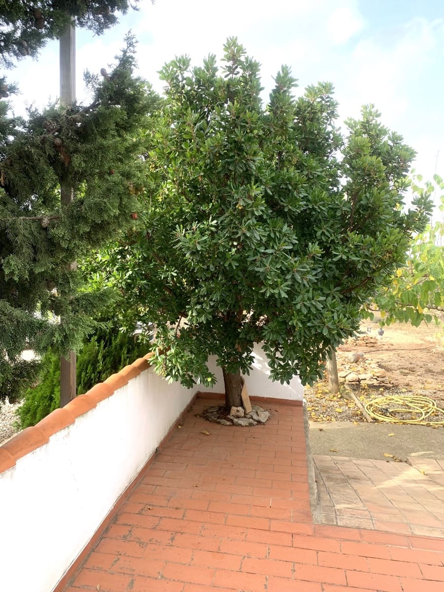 3 camera da letto Finca/Casa di Campagna in vendita in Camp-redo con piscina garage - 364.000 € (Rif: 9207505)