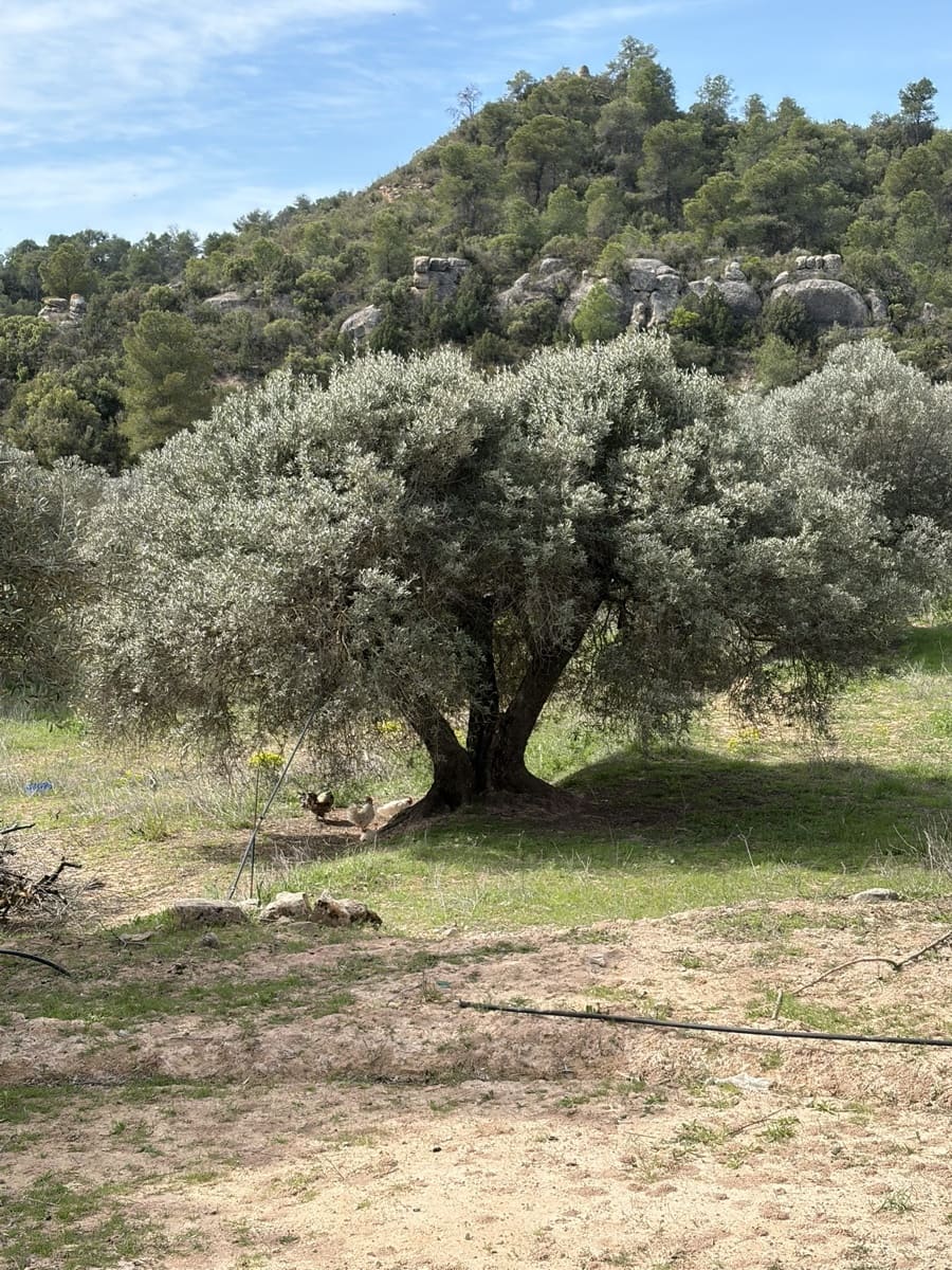 5 sypialnia Finka/Dom wiejski na sprzedaż w Flix z basenem garażem - 390 000 € (Ref: 9793612)