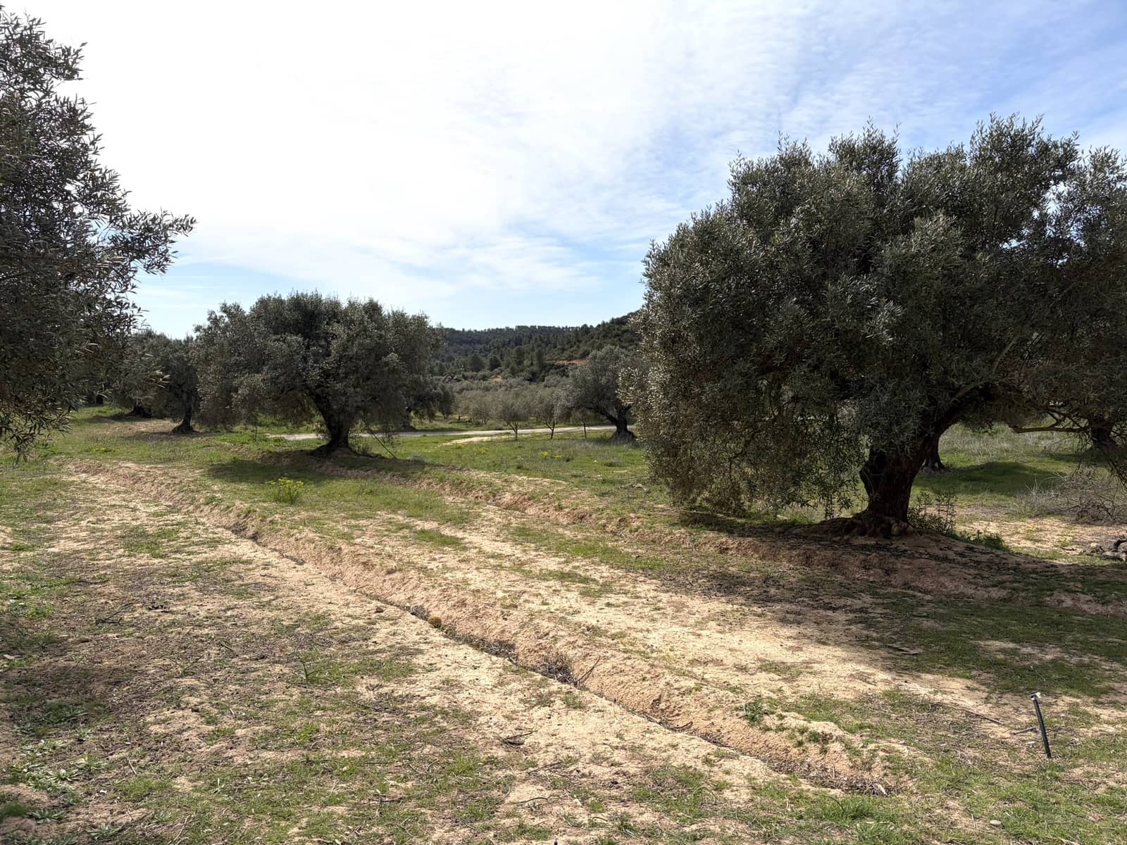 5 sypialnia Finka/Dom wiejski na sprzedaż w Flix z basenem garażem - 390 000 € (Ref: 9793612)