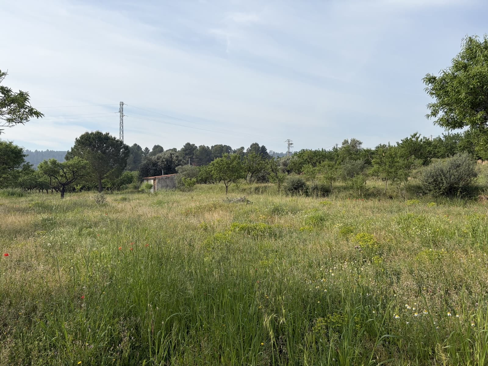 Finca/Hus på landet till salu i Asco - 23 500 € (Ref: 9820828)