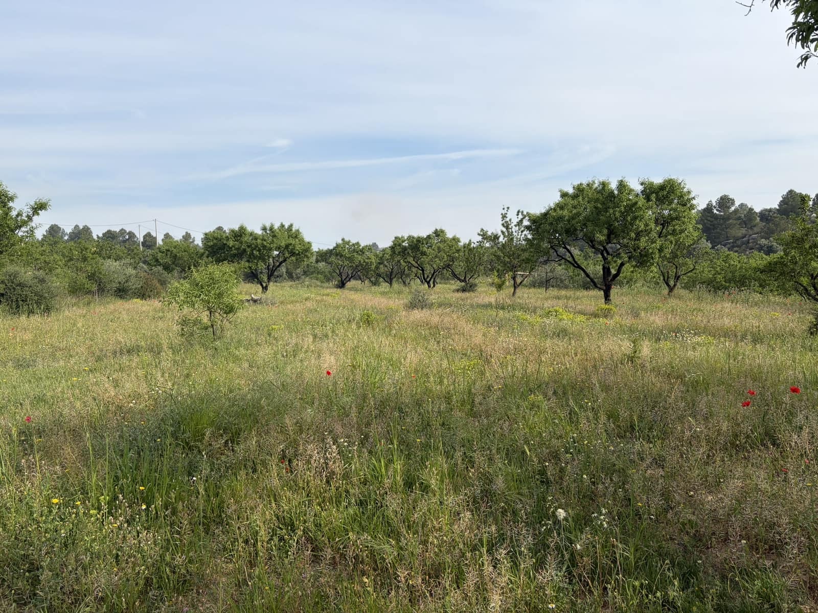 Finca/Hus på landet till salu i Asco - 23 500 € (Ref: 9820828)