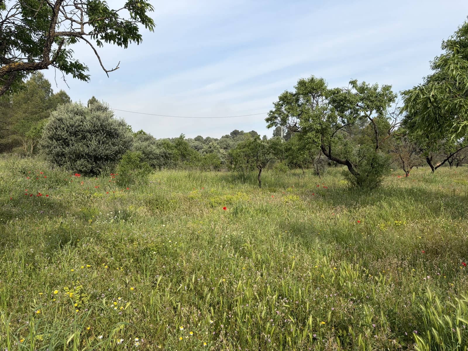 Finca/Country House for sale in Asco - € 23,500 (Ref: 9820828)