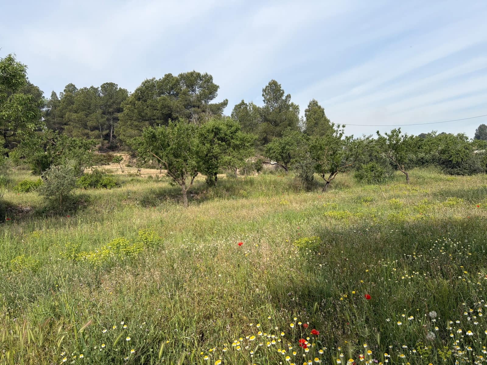 Finca/Country House for sale in Asco - € 23,500 (Ref: 9820828)