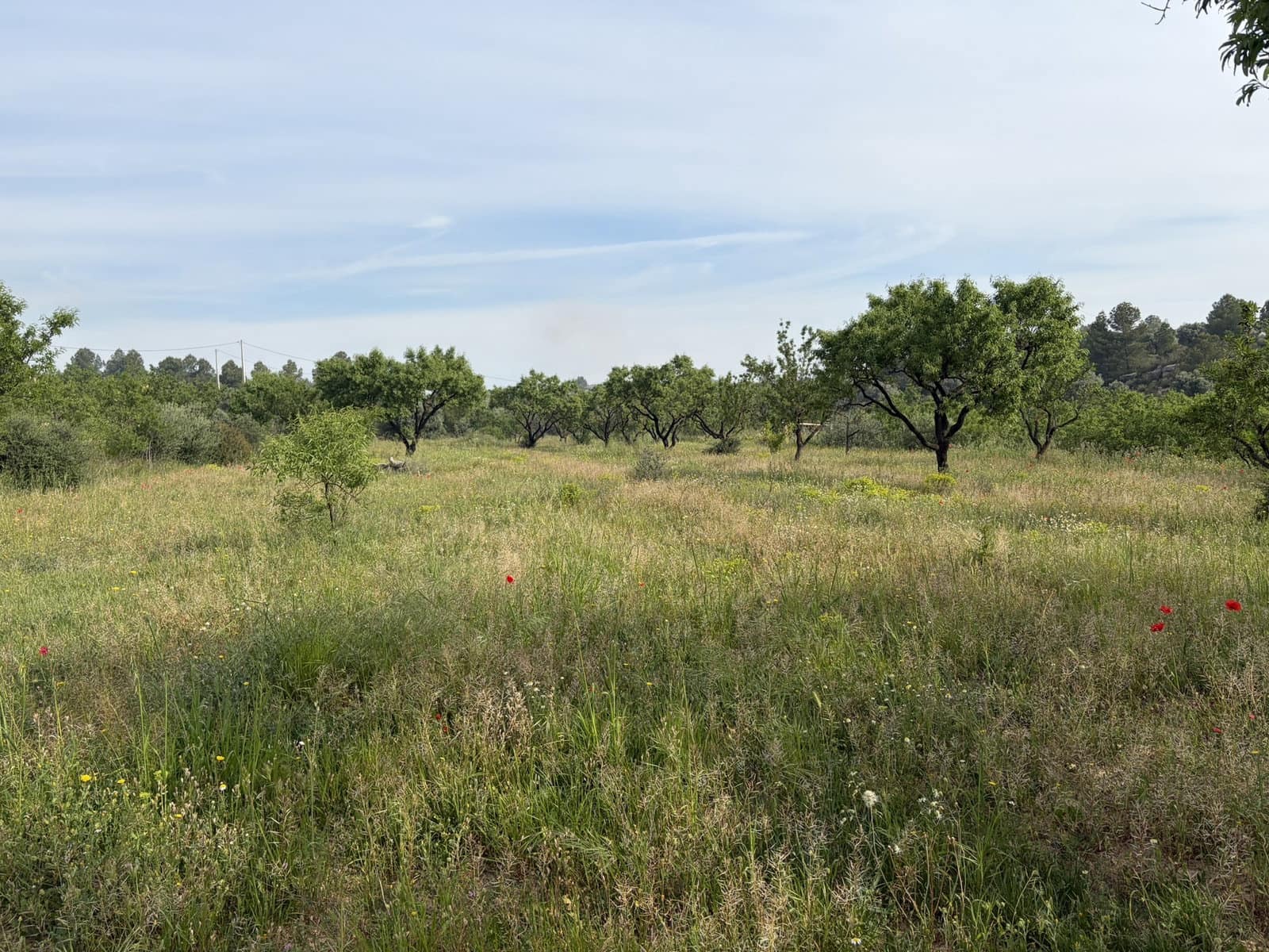 Finca/Country House for sale in Asco - € 23,500 (Ref: 9820828)