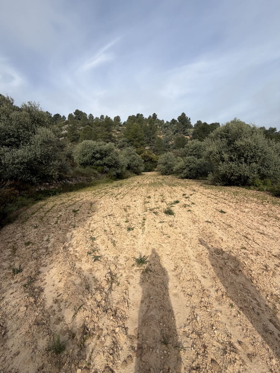 Undeveloped Land for sale in Asco - € 17,500 (Ref: 9823592)