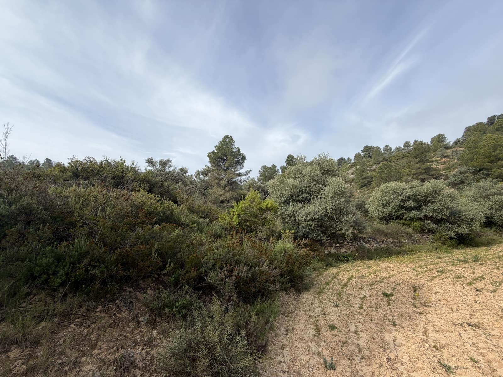 Undeveloped Land for sale in Asco - € 17,500 (Ref: 9823592)