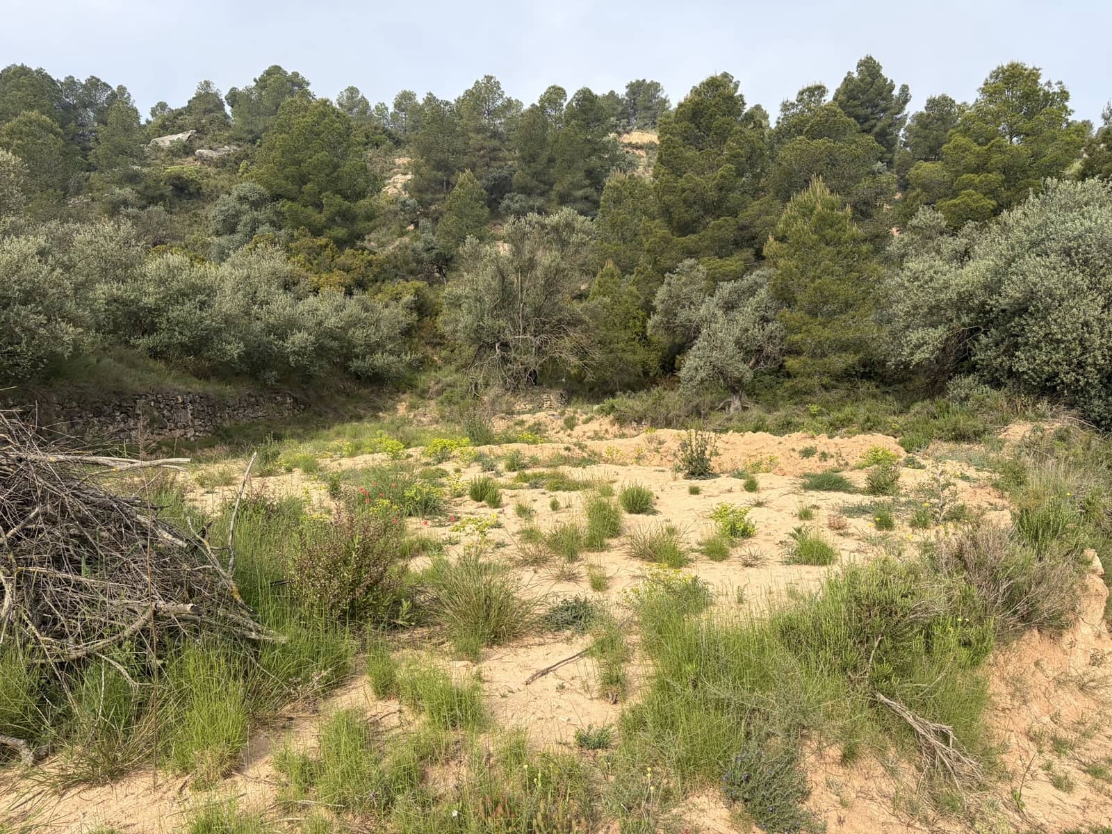 Undeveloped Land for sale in Asco - € 17,500 (Ref: 9823592)