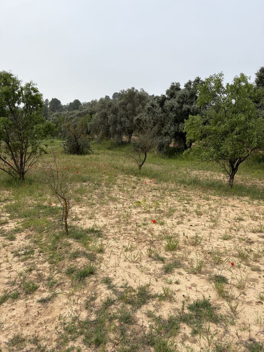 Undeveloped Land for sale in Asco - € 15,000 (Ref: 9824027)
