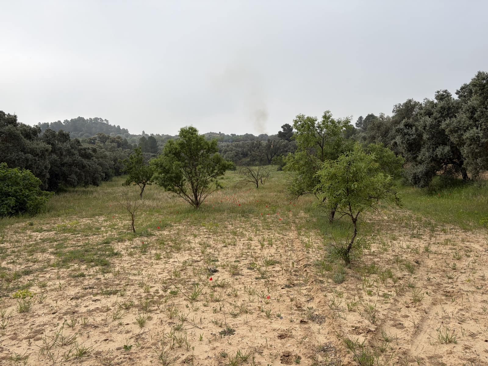 Undeveloped Land for sale in Asco - € 15,000 (Ref: 9824027)