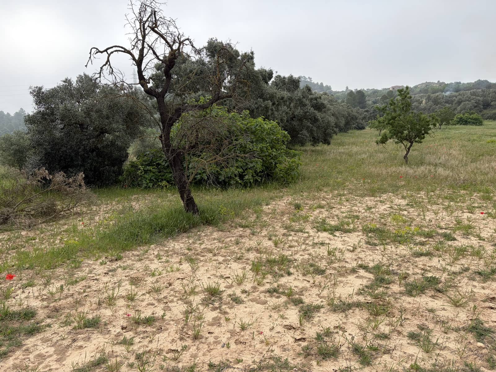 Undeveloped Land for sale in Asco - € 15,000 (Ref: 9824027)