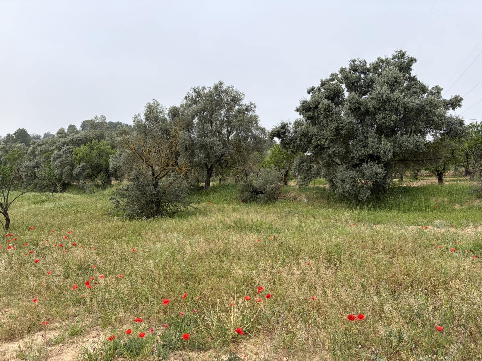 Undeveloped Land for sale in Asco - € 15,000 (Ref: 9824027)