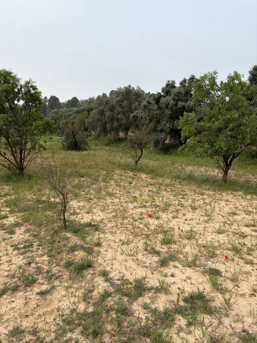 Terreno Não Urbanizado para venda em Asco - 15 000 € (Ref: 9824027)