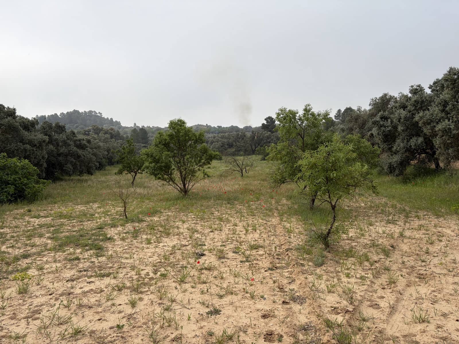 Terreno Não Urbanizado para venda em Asco - 15 000 € (Ref: 9824027)
