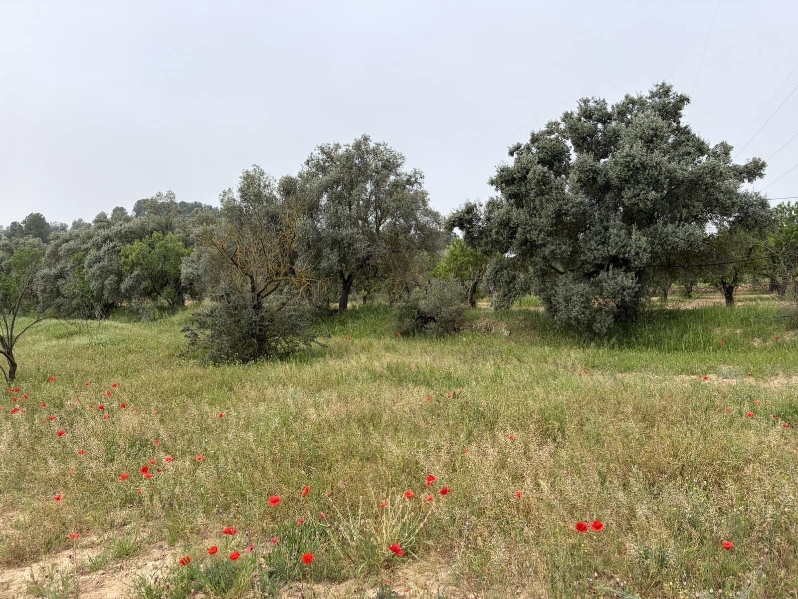 Terreno Não Urbanizado para venda em Asco - 15 000 € (Ref: 9824027)