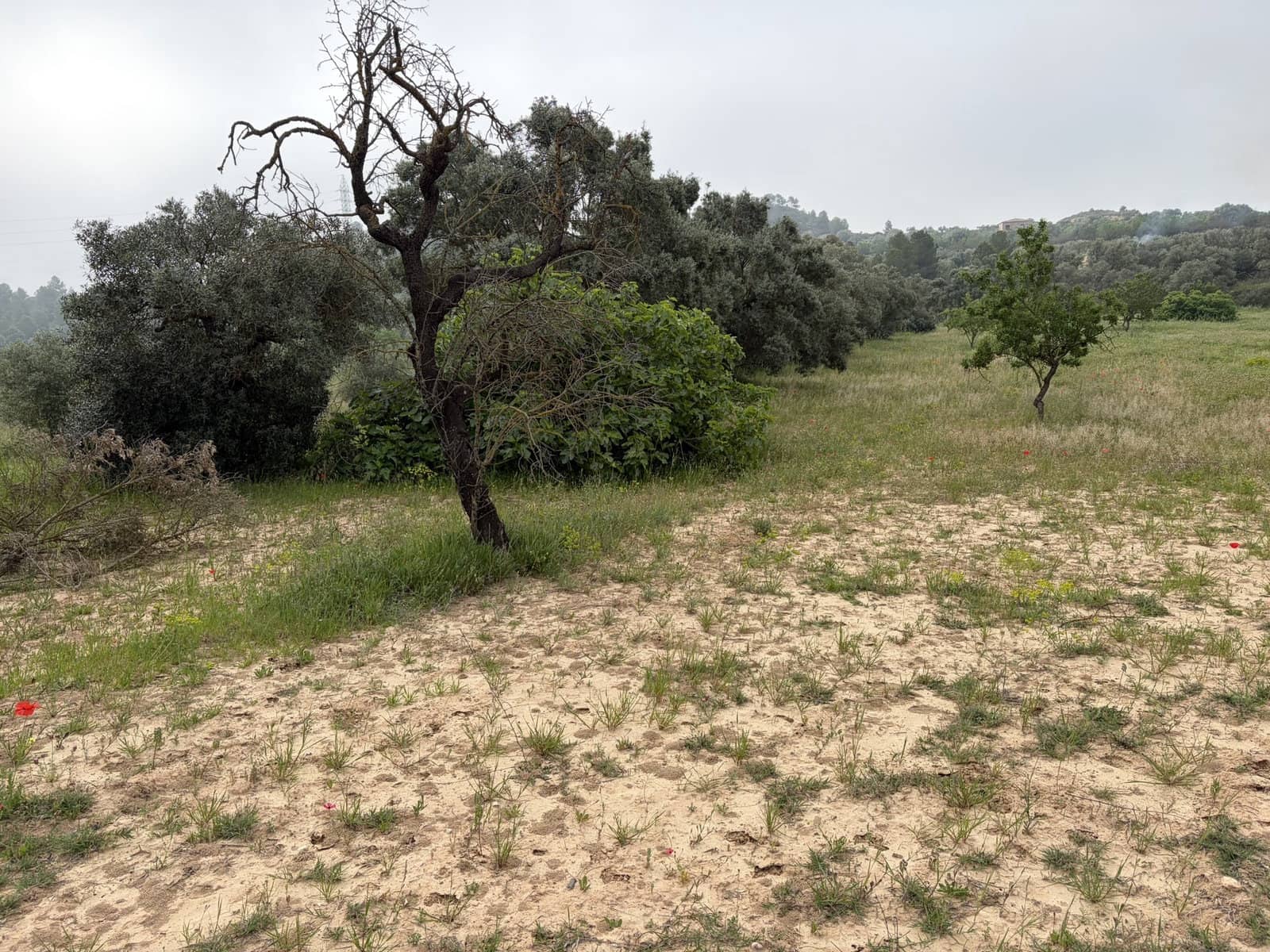 Terreno Não Urbanizado para venda em Asco - 15 000 € (Ref: 9824027)