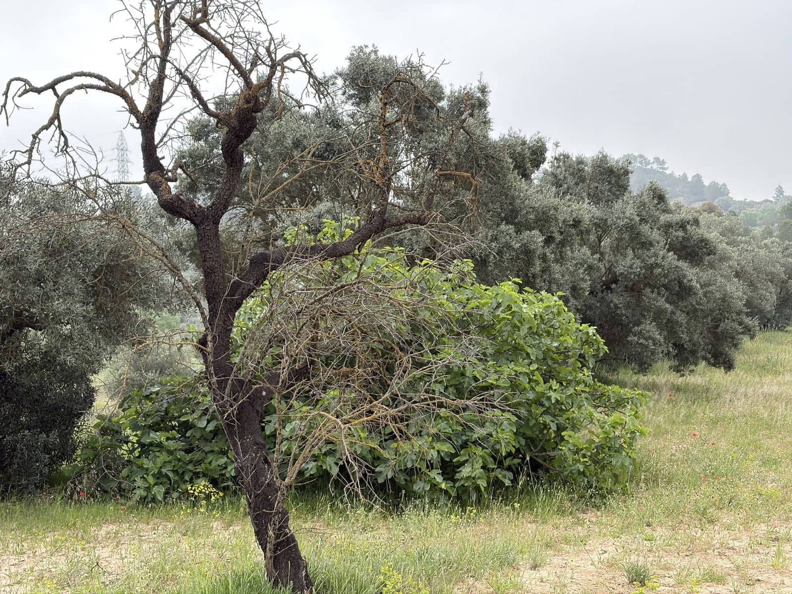 Terreno Não Urbanizado para venda em Asco - 15 000 € (Ref: 9824027)