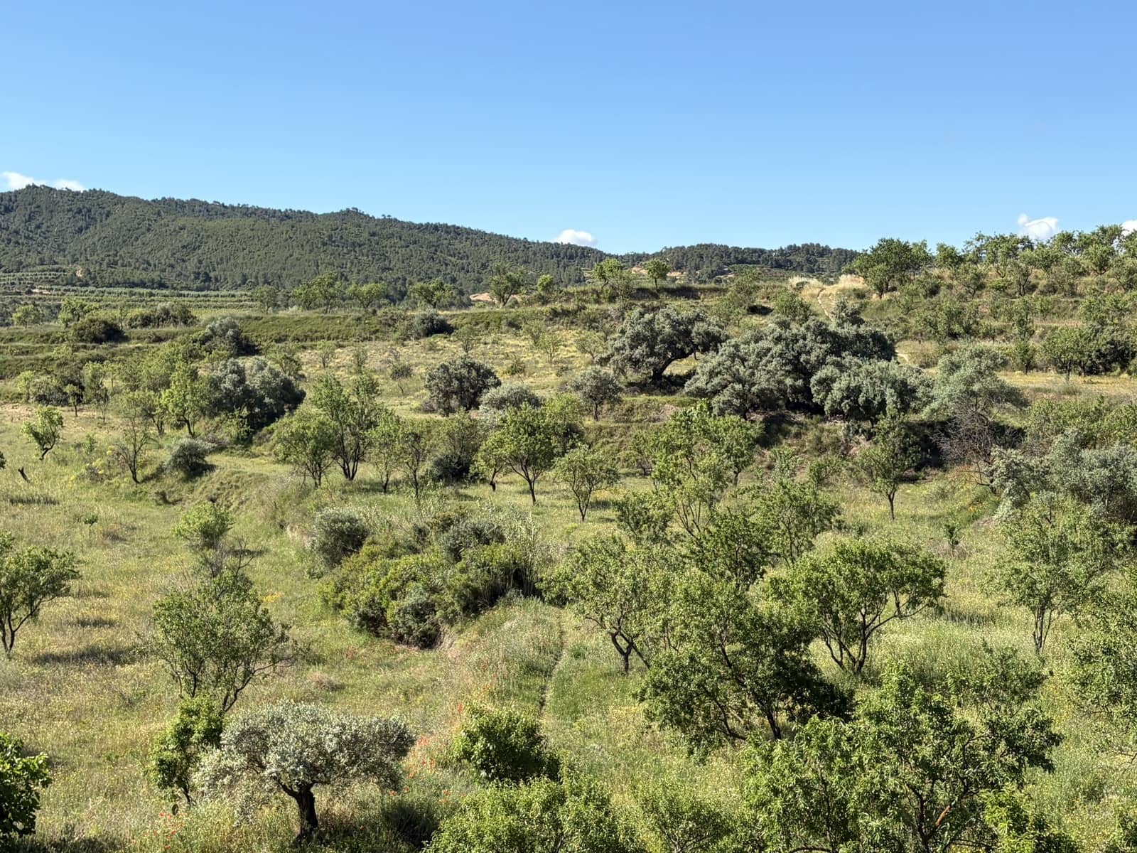 4 soverom Finca/Herregård til salgs i Asco med svømmebasseng - € 369 000 (Ref: 9834657)
