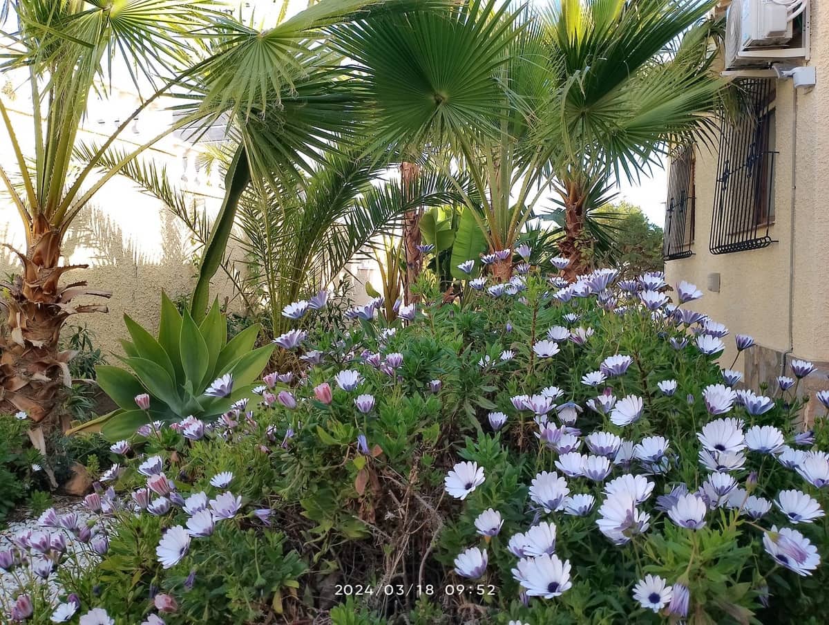 8 bedroom Apartment for sale in Los Balcones with pool garage - € 1,090,000 (Ref: 8580086)