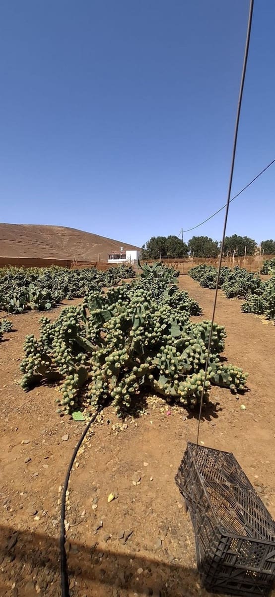 3 soveværelse Finca/Landehus til salg i Tuineje med garage - € 330.000 (Ref: 9149262)