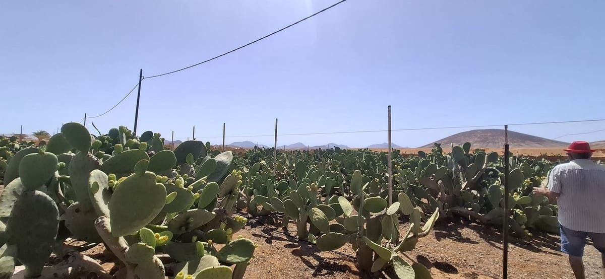 3 sypialnia Finka/Dom wiejski na sprzedaż w Tuineje z garażem - 330 000 € (Ref: 9149262)