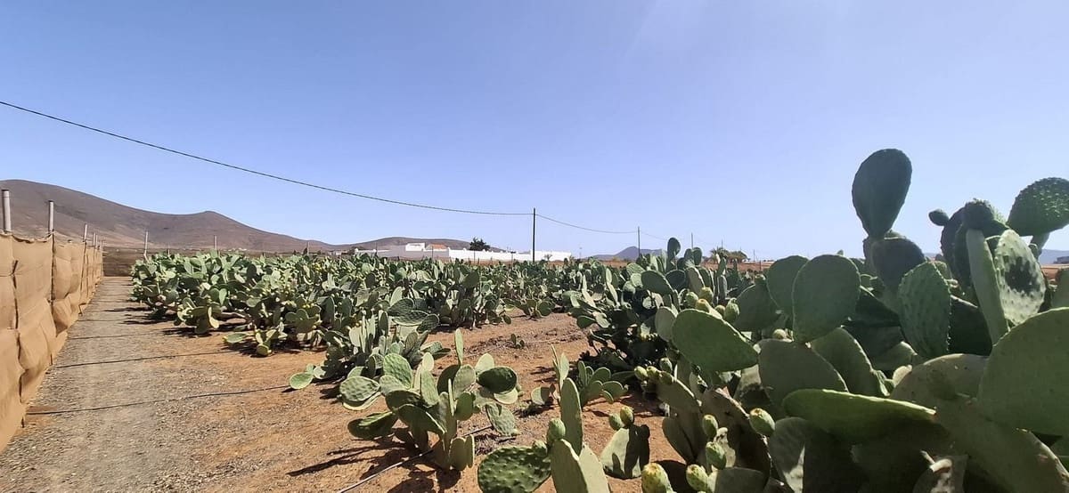 3 sypialnia Finka/Dom wiejski na sprzedaż w Tuineje z garażem - 330 000 € (Ref: 9149262)