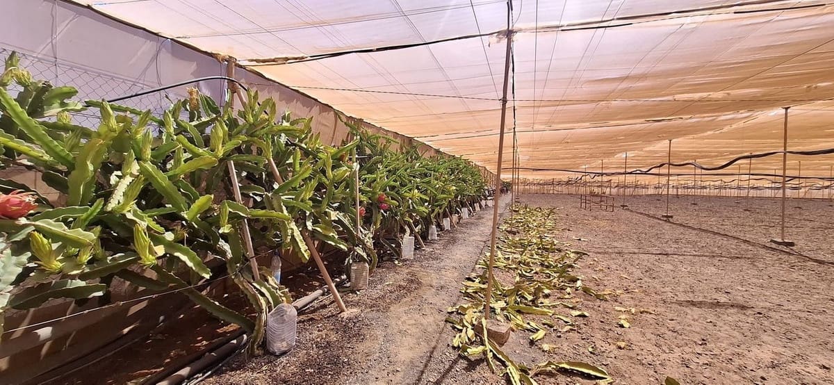 3 sypialnia Finka/Dom wiejski na sprzedaż w Tuineje z garażem - 330 000 € (Ref: 9149262)