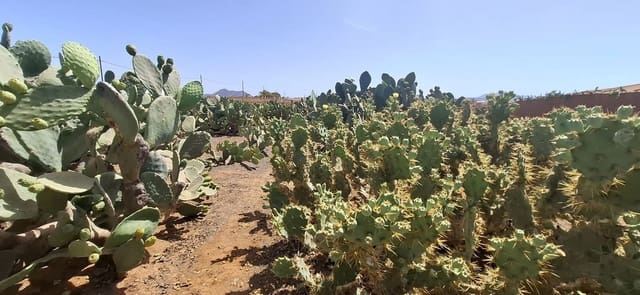 3 camera da letto Finca/Casa di Campagna in vendita in Tuineje con garage - 330.000 € (Rif: 9149262)