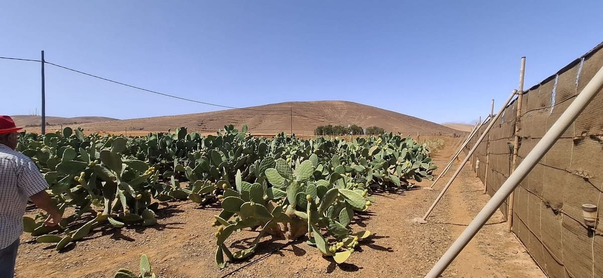 3 sypialnia Finka/Dom wiejski na sprzedaż w Tuineje z garażem - 330 000 € (Ref: 9149262)