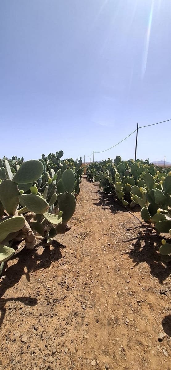 3 soveværelse Finca/Landehus til salg i Tuineje med garage - € 330.000 (Ref: 9149262)