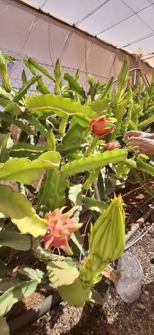 3 makuuhuone Maalaistalo myytävänä paikassa Tuineje mukana 
autotalli - 330 000 € (Ref: 9149262)