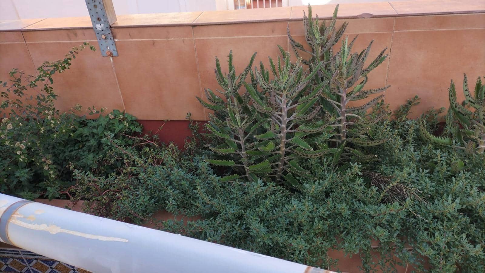 2 makuuhuone Huoneisto myytävänä paikassa Torrevieja mukana uima-altaan - 189 000 € (Ref: 9359254)