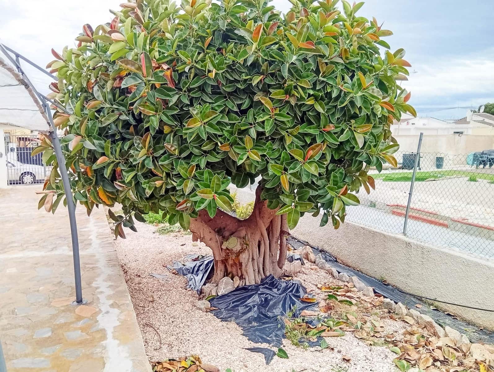 4 chambre Villa/Maison à vendre à Torrevieja - 460 000 € (Ref: 9594920)