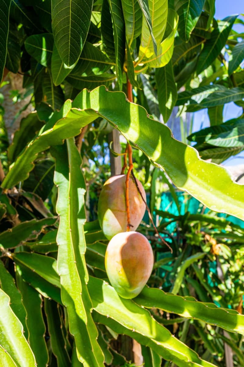 3 Zimmer Doppelhaus zu verkaufen in Calahonda mit Pool - 475.000 € (Ref: 9296528)