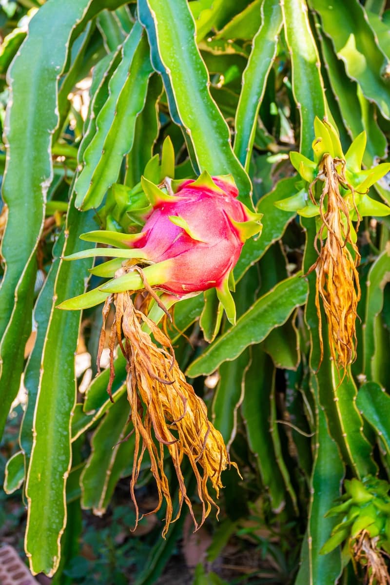 3 Zimmer Doppelhaus zu verkaufen in Calahonda mit Pool - 475.000 € (Ref: 9296528)