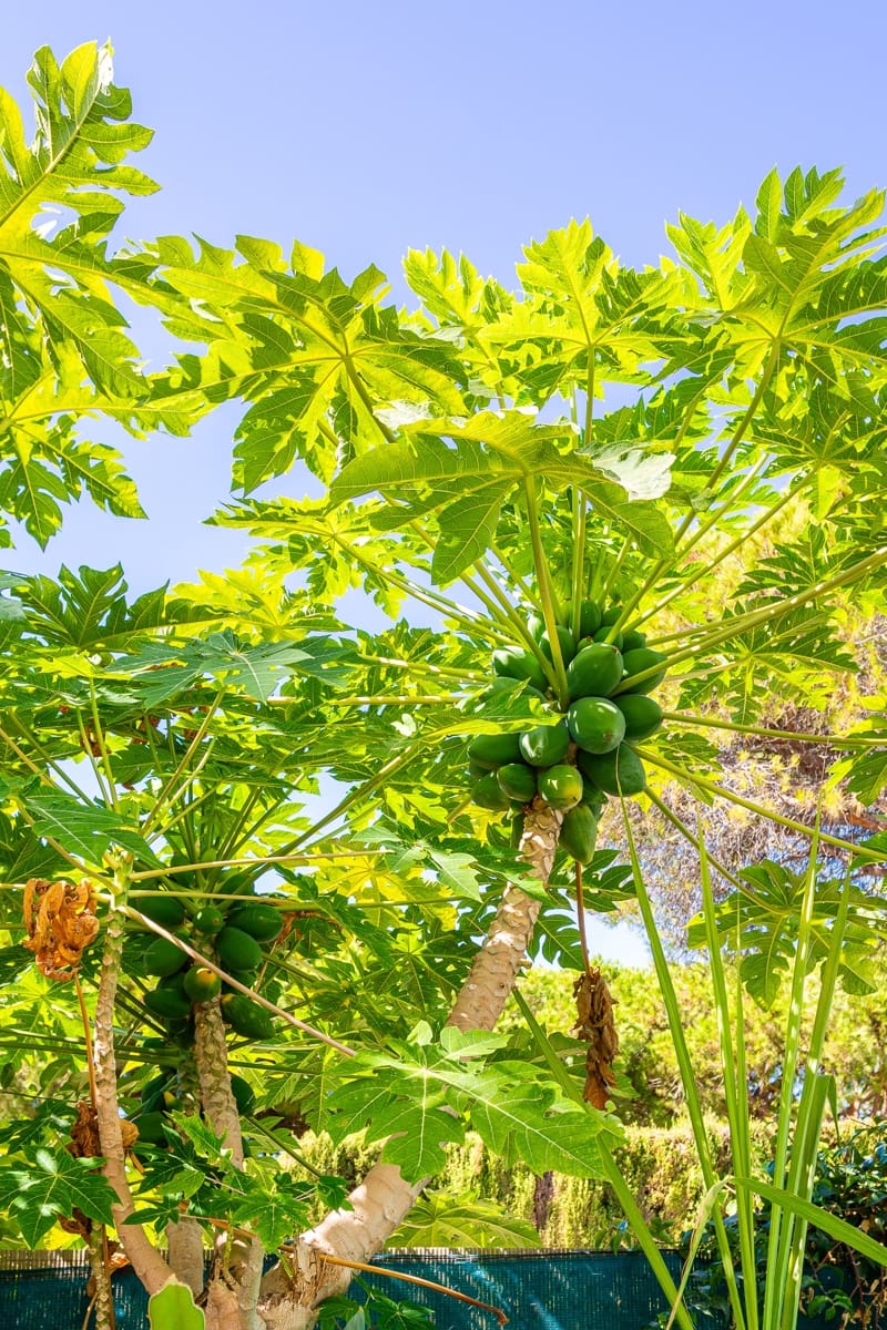 3 Zimmer Doppelhaus zu verkaufen in Calahonda mit Pool - 475.000 € (Ref: 9296528)