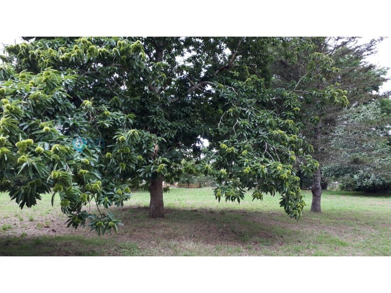 Finca/Landehus til salg i Valdovino - € 71.000 (Ref: 5453084)