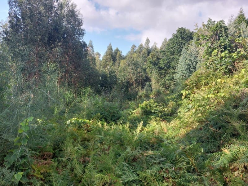 Finca/Country House for sale in San Sadurnino - € 75,000 (Ref: 7786590)