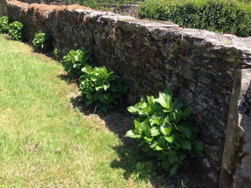 4 soveværelse Finca/Landehus til salg i Moeche - € 300.000 (Ref: 8410085)